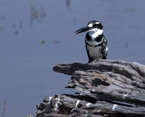 Pied Kingfisher