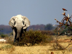 Nxai Pan Elephant