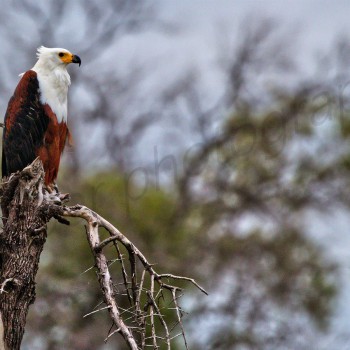 African Fish Eagle
