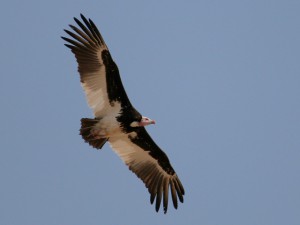 White-headed Vulture