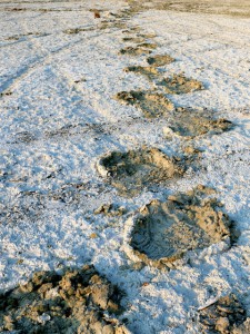 Elephant tracks