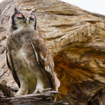 Verreaux's Eagle-owl