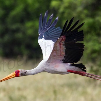Yellow-billed Stork