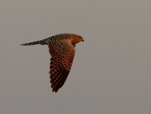 Greater Kestrel