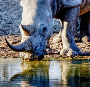 White Rhinoceros