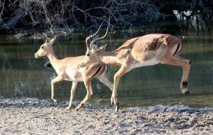Jumping Impala