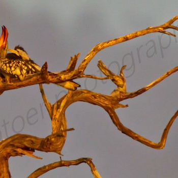 Head scratching before bedtime