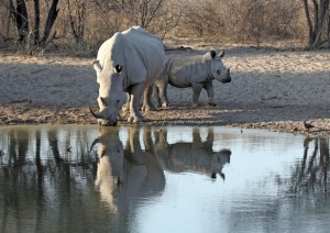White Rhinoceros