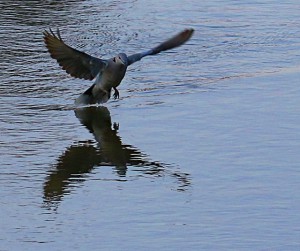 African Mourning Dove