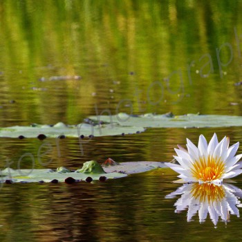 African Water Lilies