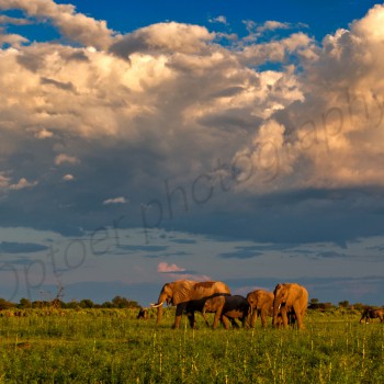 Plains Elephant
