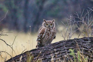a wet spotted eagle owl