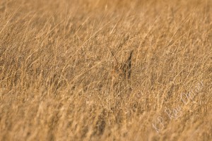 Rooikat or Caracal in Piper Pan