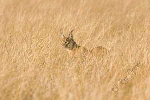Rooikat or Caracal in Piper Pan