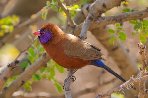 Violet-eared waxbill