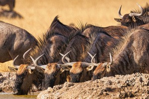 Wildebeest drinking at Piper Pan