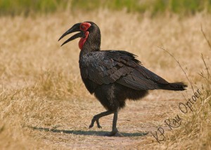 Southern Ground Hornbill