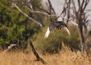 Southern Ground Hornbill if flight