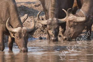 Buffalo near Khwai river