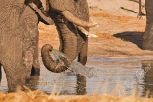 playing with the water