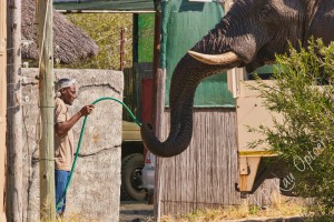 privelaged as  it was raised as an orphan , Elephant Sands