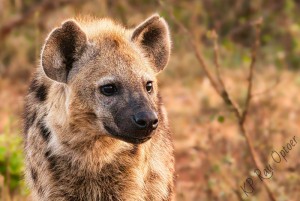 Young one looking for some scraps