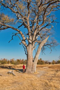 Huge Leadwood tree