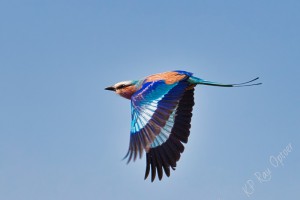 Lilac-breasted Roller